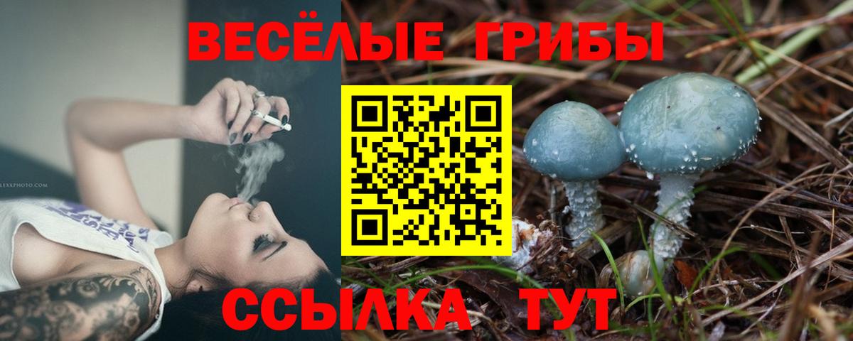 Гагарин  Псилоцибиновые грибы Cubensis  Вход с VPN 